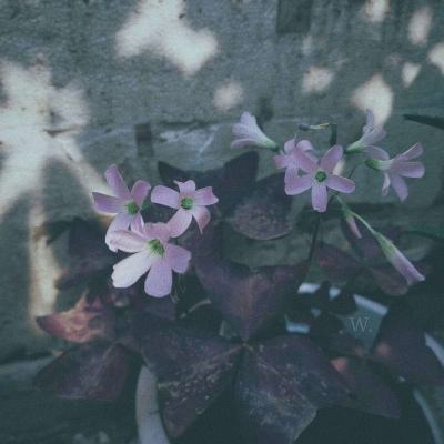 凤凰娱乐彩票官方版app网址